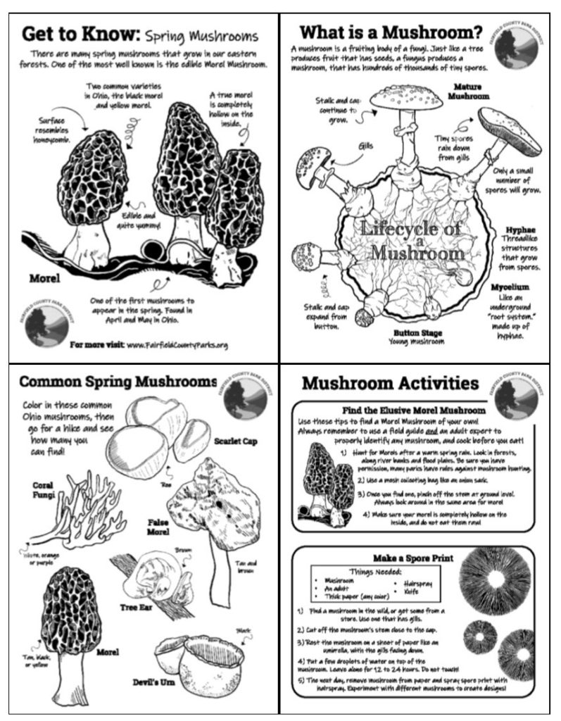 Activity Spring Mushrooms