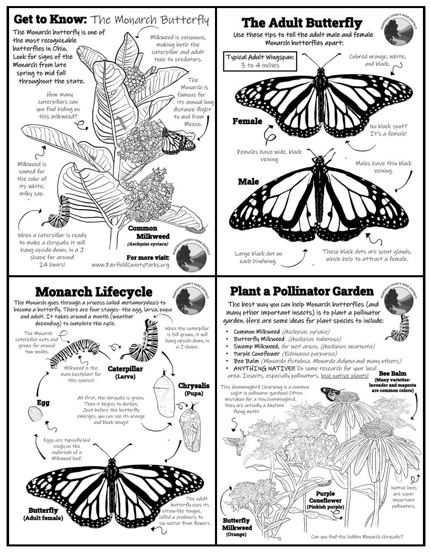 Get to Know the Monarch Butterfly - Activity Worksheet