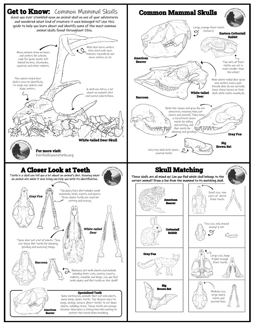 Activity Worksheet, Get to Know Common Mammal Skulls - click for printable version