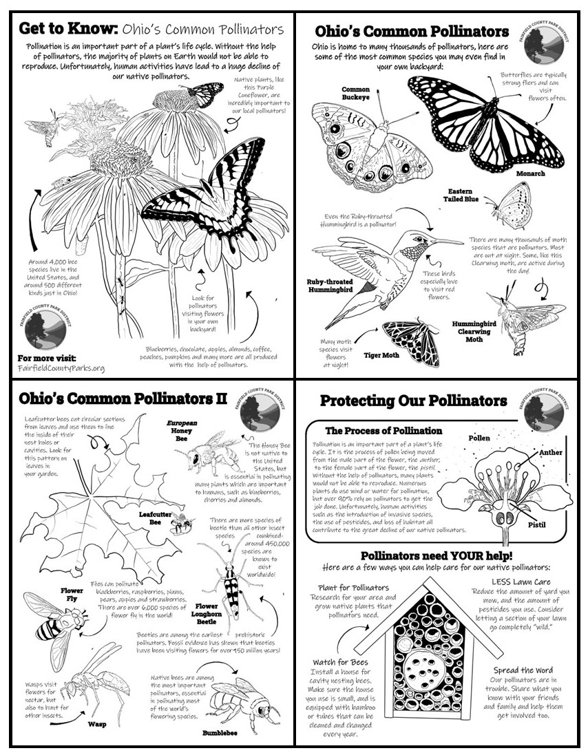 Activity Worksheet, Get to Know Common Ohio Pollinators - click for printable version