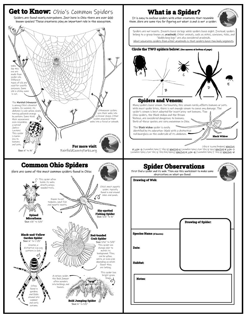 Activity Worksheet, Get to Know Ohio's Common Spiders - click for printable version