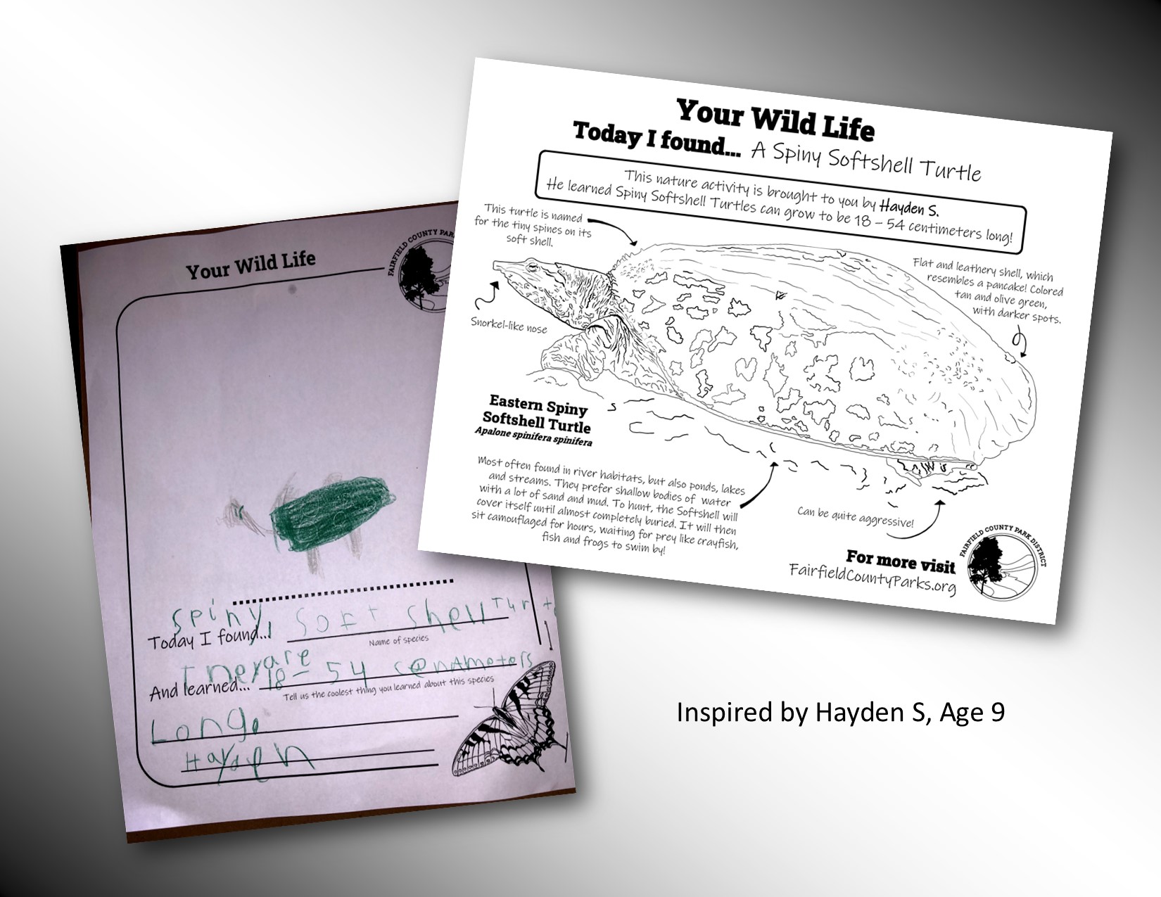 Click here to get a printable Spiny Softshell Turtle coloring sheet.