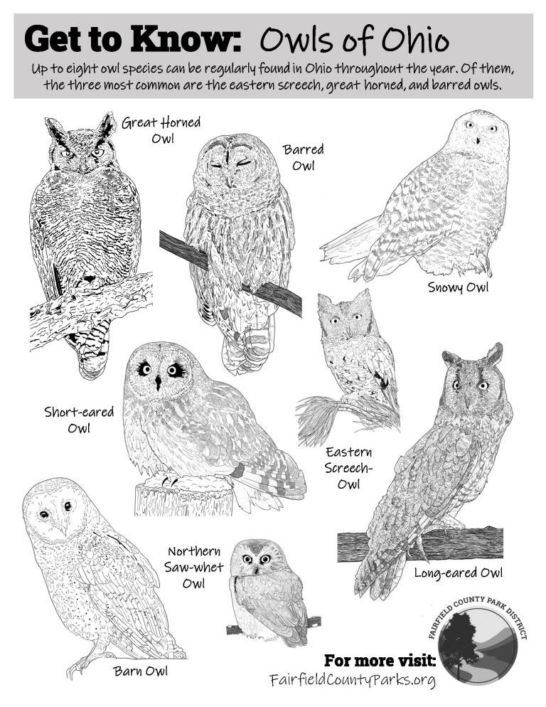click here to get a printable Get to Know Owls of Ohio workbook