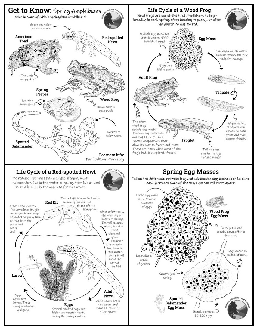 Activity Worksheet, Get to Know Spring Amphibians - click for printable version