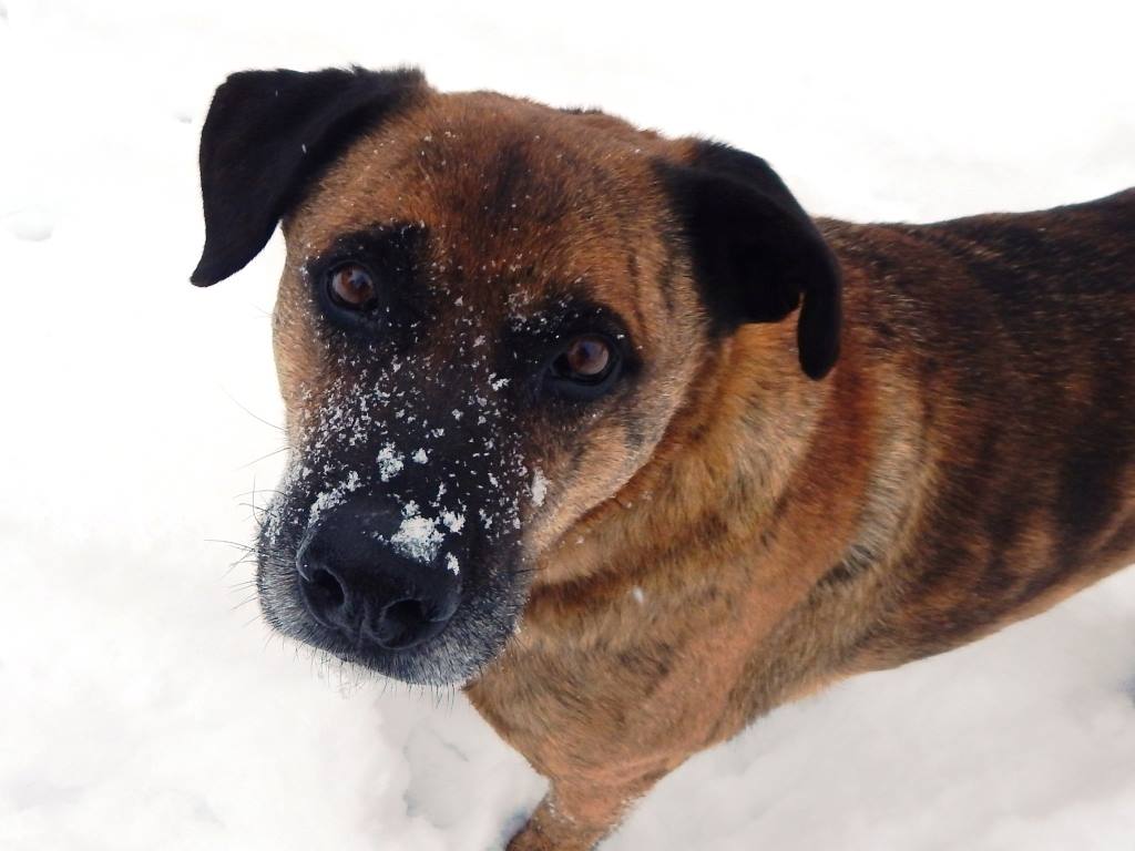 photo of dog in snow