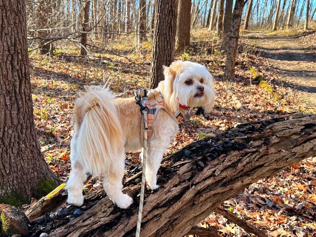 dog standing on log near trail