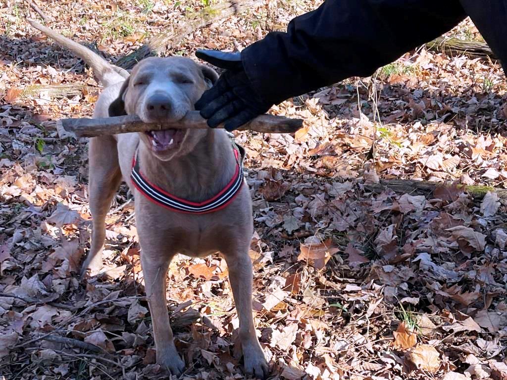 photo of dog with stick