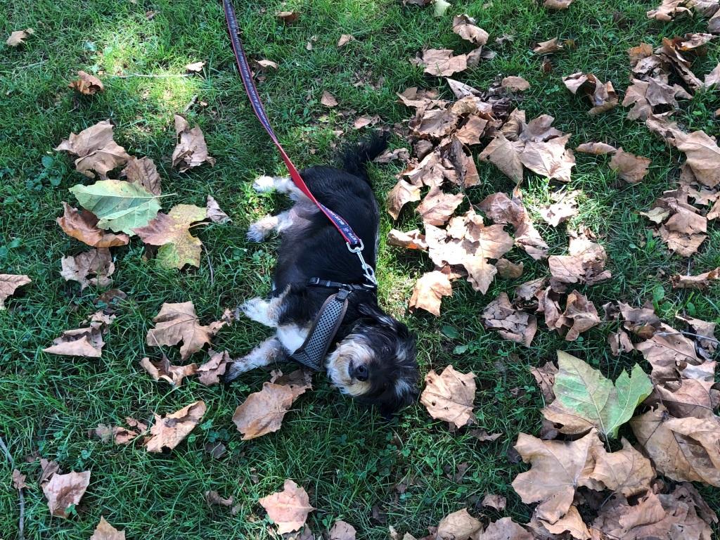 dog rolling in leaves