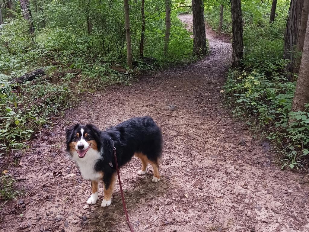 dog standing on trail